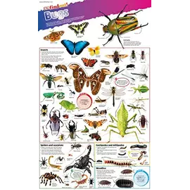 Bugs Findout Posters
