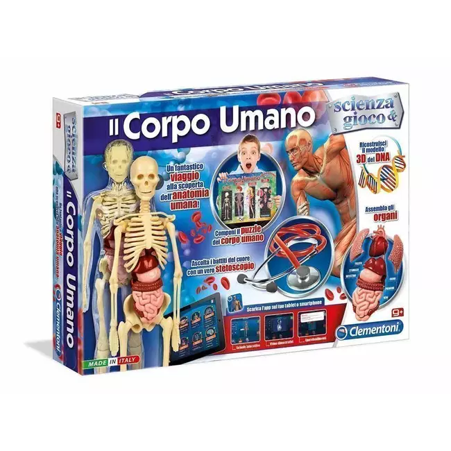Toy anatomy of the human body